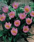 Bakeri Lilac Wonder